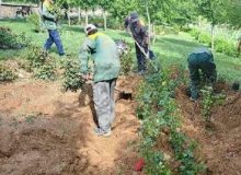 کاشت ۴۸ هزار بوته گل رز و زرشک در سطح جنوب غرب تبریز