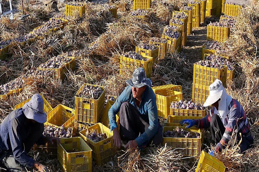 جای خالی شهرک فرآوری سیر در آذربایجان‌شرقی