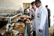 کنترل مستمر دامداری‌های صنعتی و سنتی مراغه توسط دامپزشکی