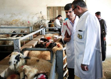 کنترل مستمر دامداری‌های صنعتی و سنتی مراغه توسط دامپزشکی