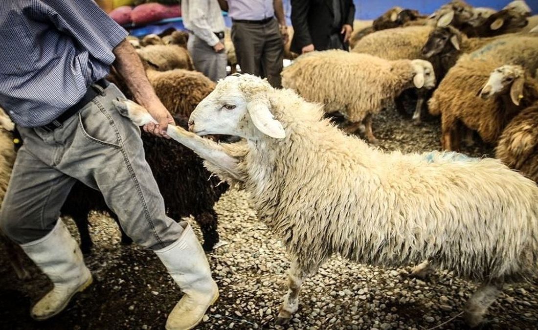 دام داران توان نگهداری دام ندارند؛ دام زنده به خارج قاچاق می شود