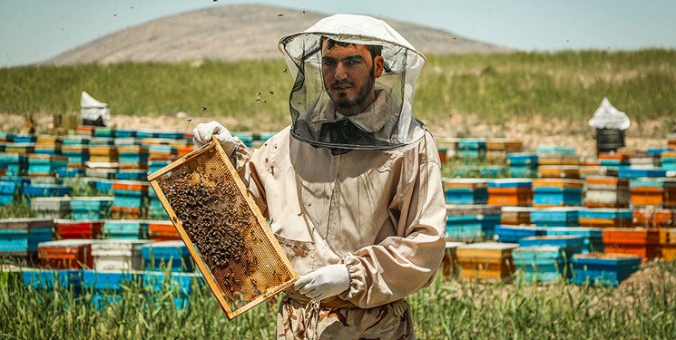 نقل و انتقال کندوهای عسل ممنوع شد