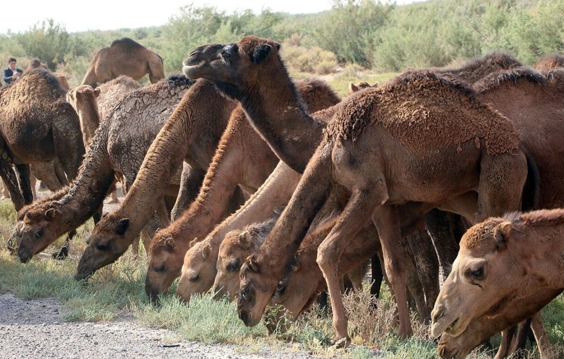 تغییر سیمای زراعی حوضه دریاچه ارومیه تغییر چراکنندگان را اجتناب ناپذیر کرده است