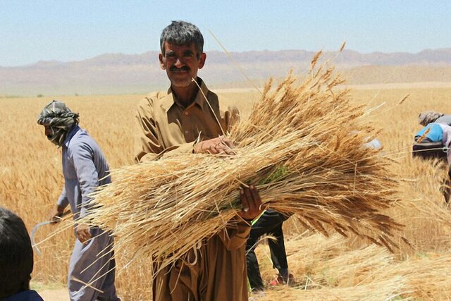 شکسته شدن رکورد خرید تضمینی گندم در آذربایجان شرقی