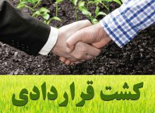 وزارت جهاد کشاورزی از اجرا و توسعه کشت قراردادی توسط بخش خصوصی حمایت می کند