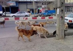 سگ‌های بلاصاحب؛ تهدیدی خاموش یا فاجعه شهری!