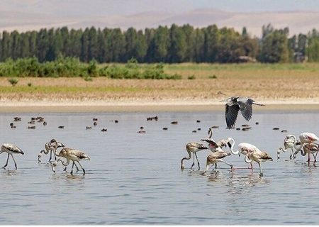 استقامت عروس «قره قشلاق» برای بقای ۱۷۸ گونه جانوری