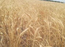 تاثیر مطلوب بارشهای بهاری بر گندم‌زارهای آذربایجان شرقی