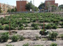 افزایش تملک باغات لاله تبریز توسط شهرداری منطقه ۷