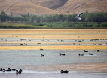 افزایش ۶ سانتی متری تراز تالاب قوری گل با انتقال ۷۰۰ هزار مترمکعب آب