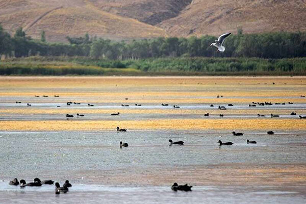 افزایش ۶ سانتی متری تراز تالاب قوری گل با انتقال ۷۰۰ هزار مترمکعب آب