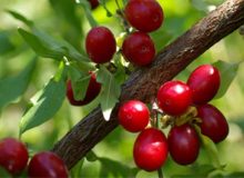 برداشت زغال اخته از باغات خداآفرین