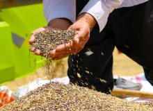خرید تضمینی ۲ هزار و ۱۵۰ تن کلزا در آذربایجان شرقی