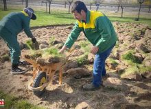 حذف تدریجی پوشش گیاهی چمن به منظور مدیریت بحران آب