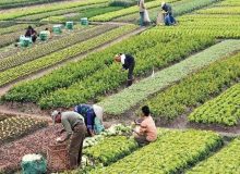 باغات «حکم آباد»، باقیمانده «باغ شهر» تبریز را صیانت کنیم