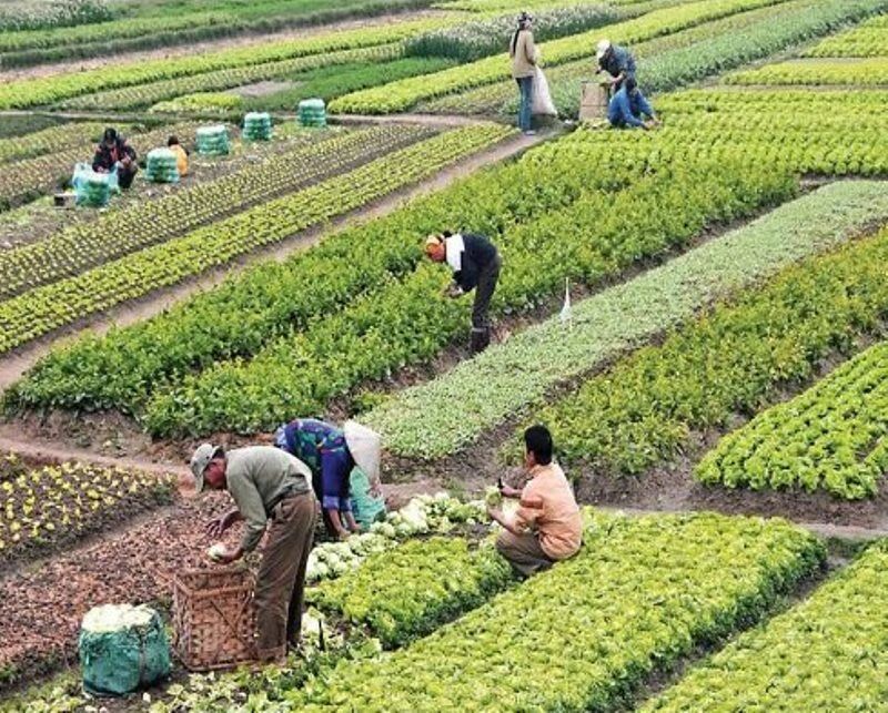 باغات «حکم آباد»، باقیمانده «باغ شهر» تبریز را صیانت کنیم