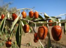 آذربایجان شرقی رتبه نخست کشور در تولید سنجد