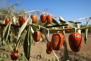 آذربایجان شرقی رتبه نخست کشور در تولید سنجد