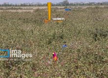 اجرای طرح کاشت مشارکتی ارقام اصلاح شده در دیمزارهای چاراویماق