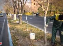 جوانسازی و اندودکاری ۷ هزار و ۱۵۵ اصله درخت در حوزه استحفاظی شهرداری منطقه ۹
