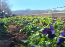 آغاز کاشت گل‌های بهاره در تفرجگاه “ائل گولی” تبریز