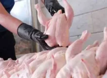 مرغ ارزان شد، اما خبری از مشتری نیست!