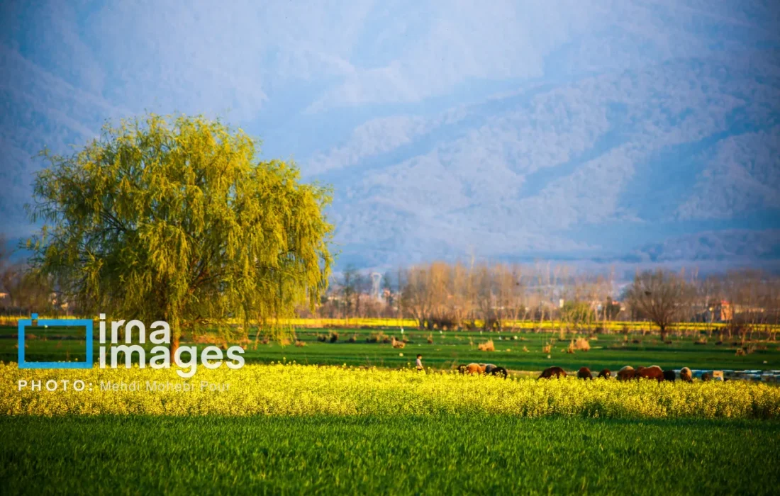 پیشبینی برداشت ۱۵۰ تن کلزا در جلفا