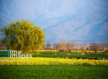 پیش‌بینی برداشت ۱۵۰ تن کلزا در جلفا