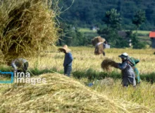 نقش مهم آذربایجان‌شرقی در تامین خوراک دام با تولید سالانه بیش از یک میلیون تن علوفه‌