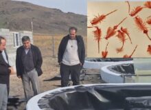 رتبه سوم آذربایجان شرقی در تولید آرتمیا