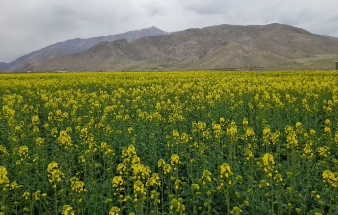 چارایماق ۱۲ هزار هکتار اراضی دیم حبوبات دارد