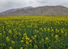 چارایماق ۱۲ هزار هکتار اراضی دیم حبوبات دارد