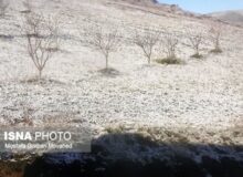 خسارت سرمازدگی به ۵۰ تا ۱۰۰ درصد محصولات سردرختی اهر