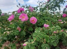 از گلستان‌های اسکو تا مزارع مرند؛ چالش صنایع تبدیلی پیش‌روی توسعه گل محمدی