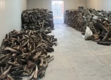 کشف ۲۶ تن گوشت کوسه ماهی در تبریز