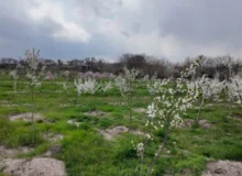 افتتاح ۳ باغ میوه در منطقه ۷ طی روزهای آینده؛ گام تازه در توسعه فضای سبز و احیای باغات تبریز