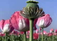 از نشت دارو در شبکه توزیع تا تجویز ۶۰ سی‌سی به جای ۱۸ سی‌سی و تبدیل آن به تریاک