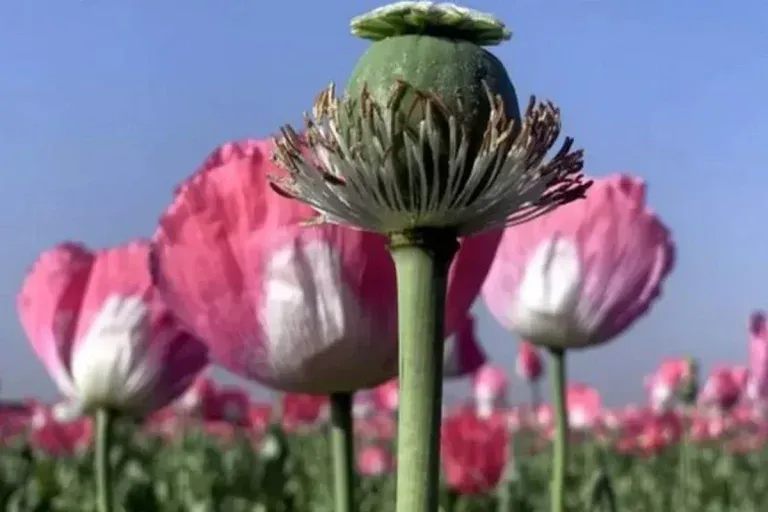 از نشت دارو در شبکه توزیع تا تجویز ۶۰ سیسی به جای ۱۸ سیسی و تبدیل آن به تریاک