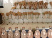 ارتقای تاب آوری کشاورزی با تجاری سازی بذرهای اصلاح شده