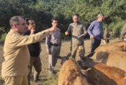مارال در آستانه بازگشت به ارسباران