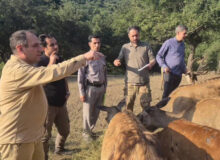 مارال در آستانه بازگشت به ارسباران