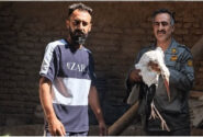 امداد رسانی به لک لک آسیب دیده در روستای سهلان تبریز