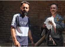 امداد رسانی به لک لک آسیب دیده در روستای سهلان تبریز