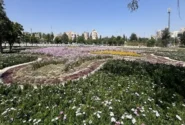 شکوفائی چشمنواز باغ گل مجموعه تاریخی و تفریحی ائل گلی