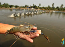 احیای ذخایر شاه‌میگوی ارس در مسیر تحقق؛ نخستین دستورالعمل ملی تدوین شد
